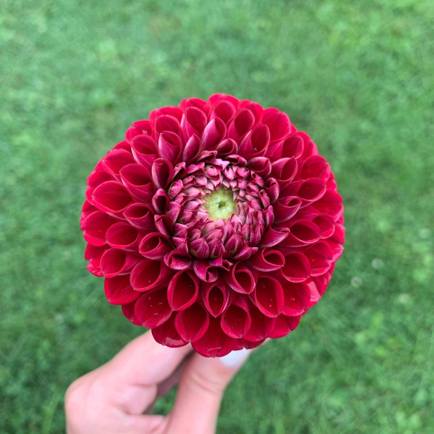 Cornel Bulk Pack (5)