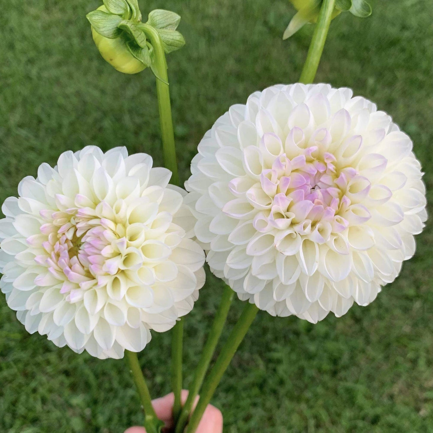 Andrea Lawson Bulk Pack (5)