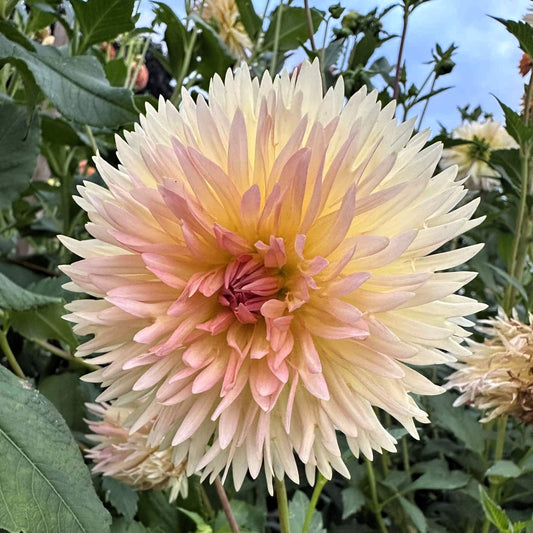 Lakeview Peach Fuzz