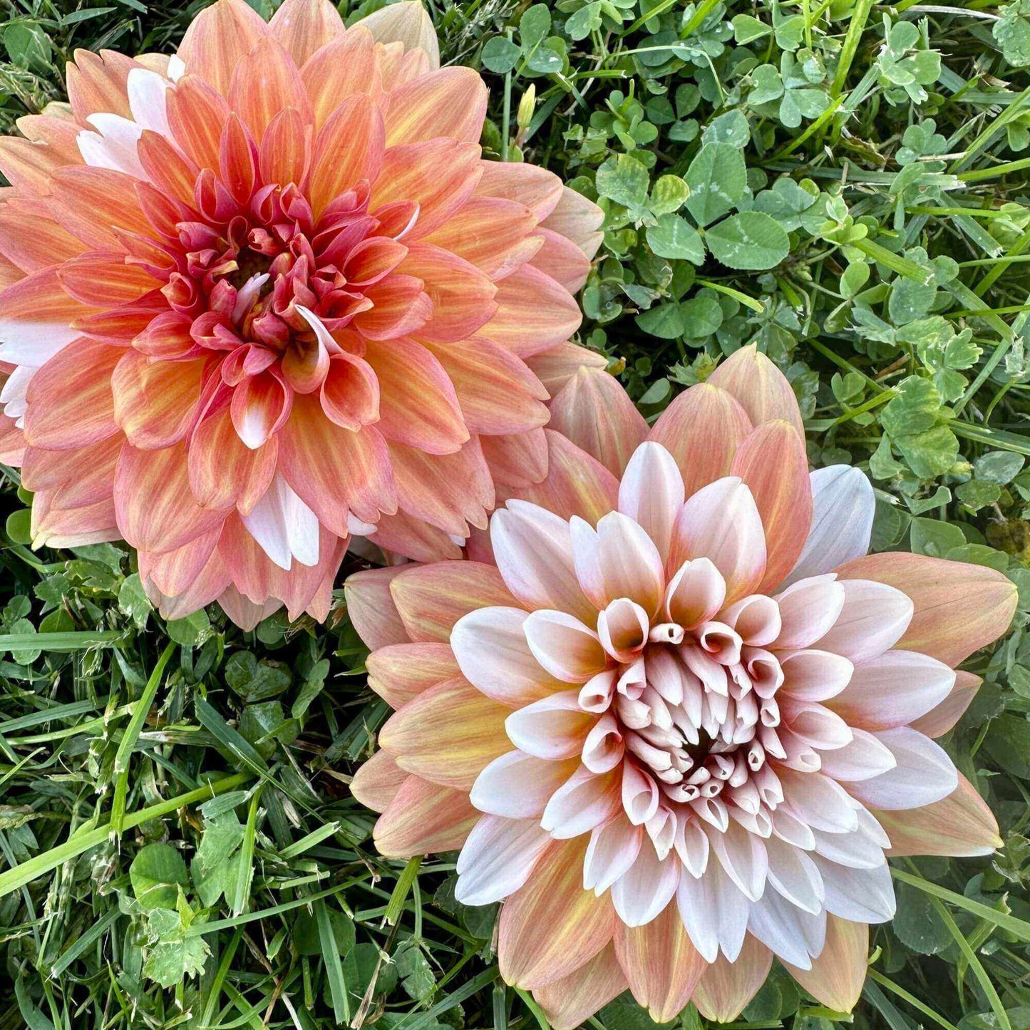 A la Mode Bulk Pack (5)