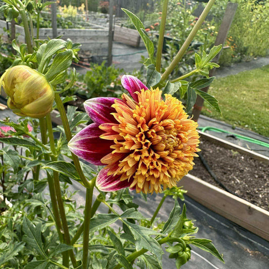 Sandia Panama