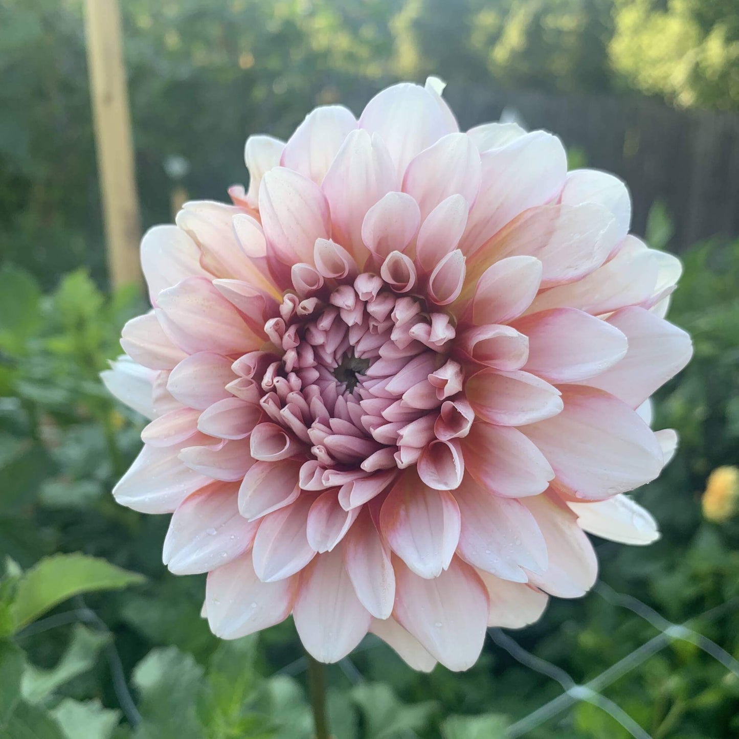 A la Mode Bulk Pack (5)