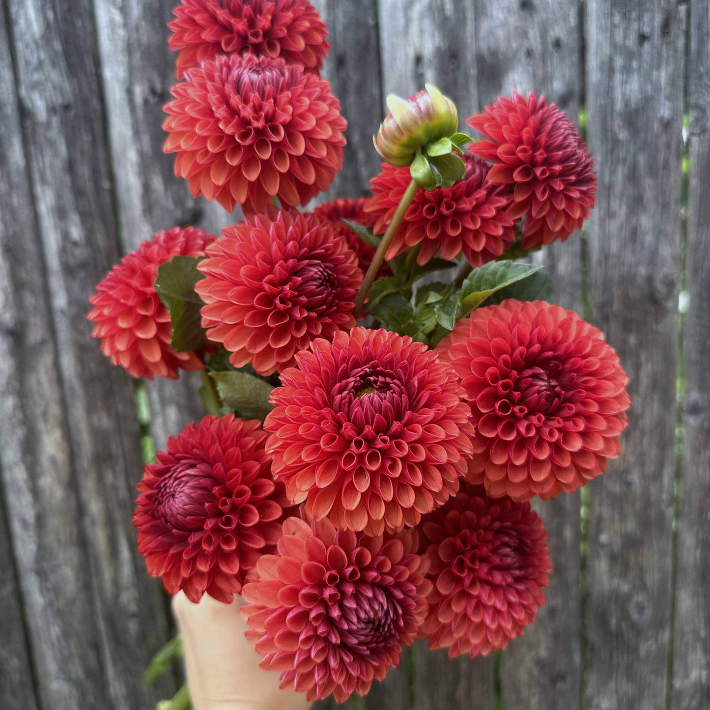 Brown Sugar Bulk Pack (5)