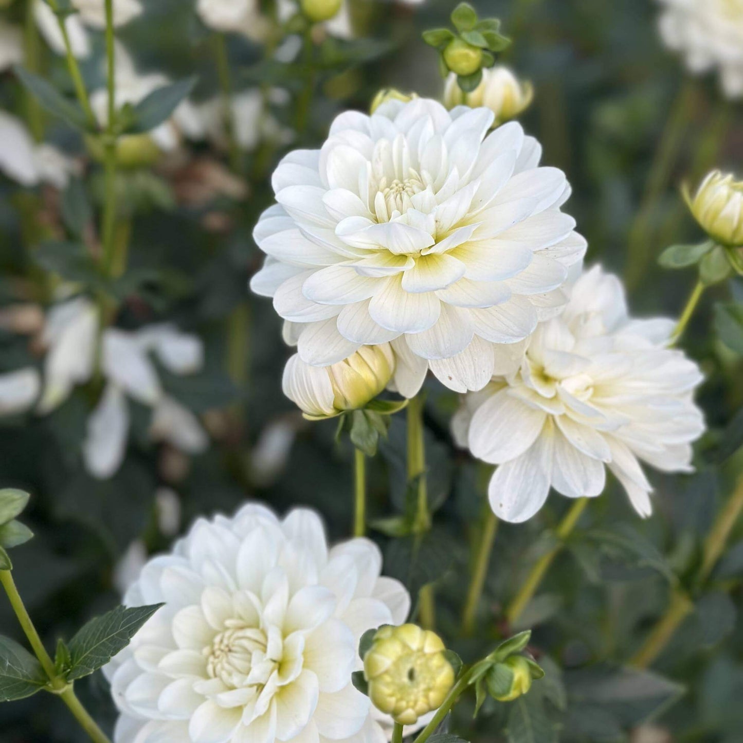 Bride to Be Bulk Pack (5)