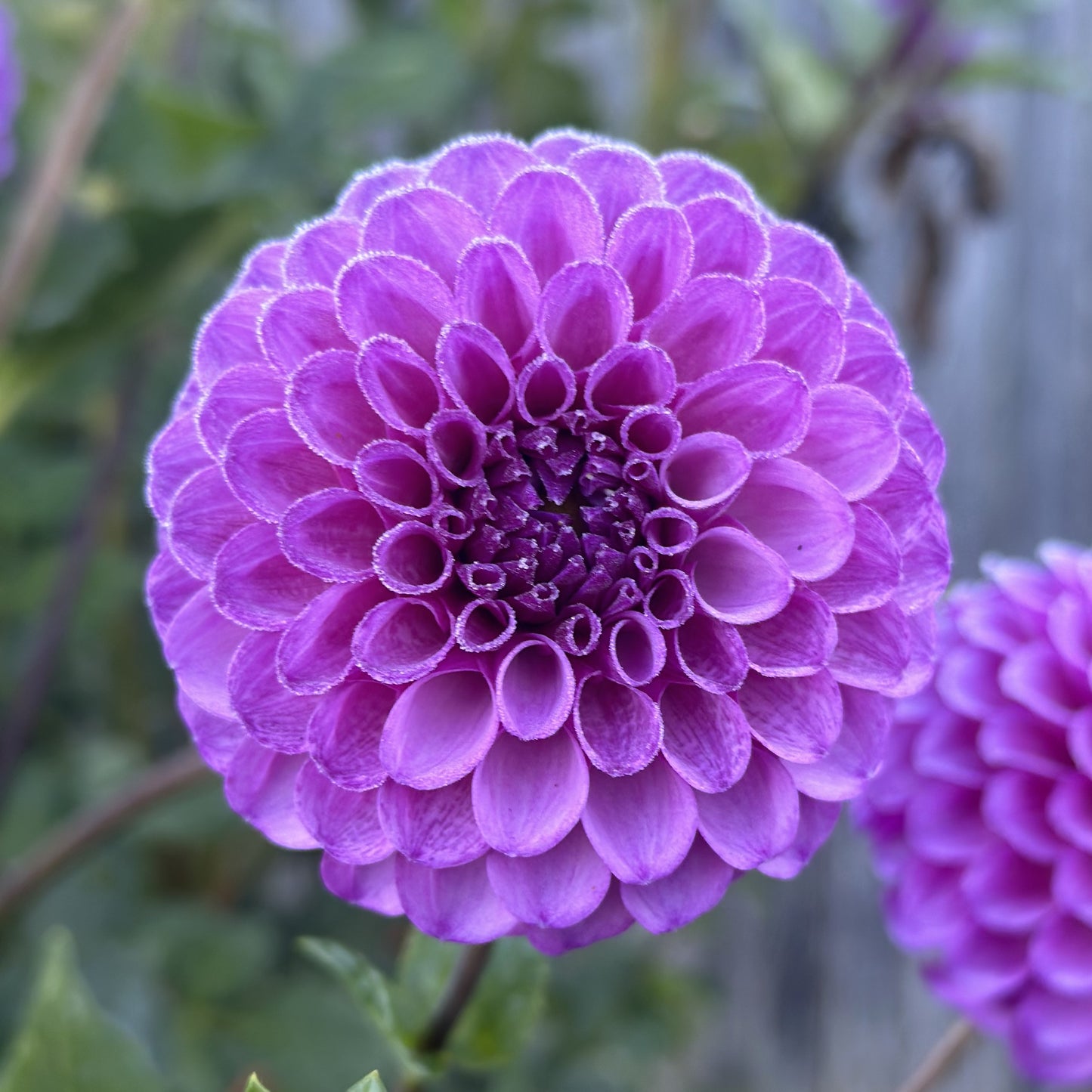 Robann Royal
