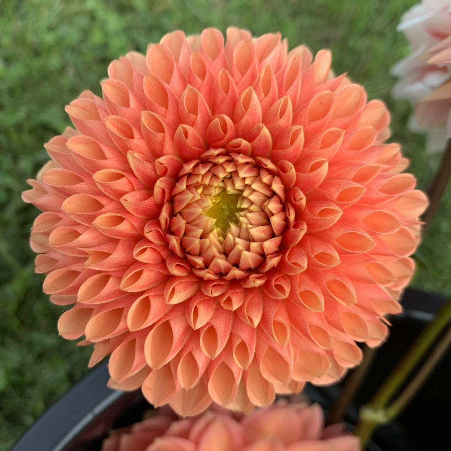 Jowey Linda Bulk Pack (5)