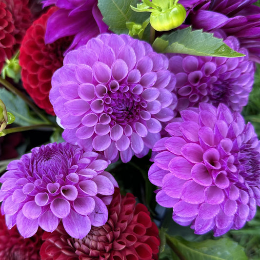 Robann Royal