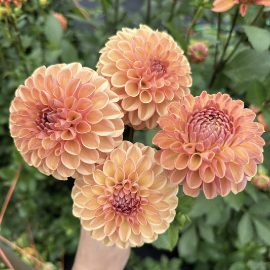 Valley Tawny